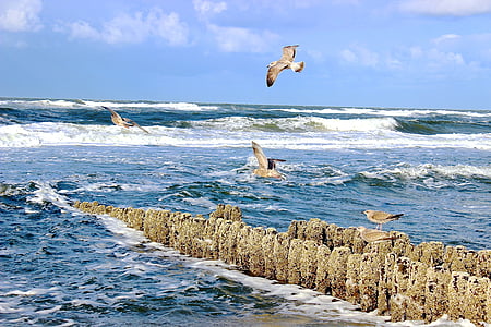 photo of four brown birds near wavy ocean under blue cloudy sky thumbnail