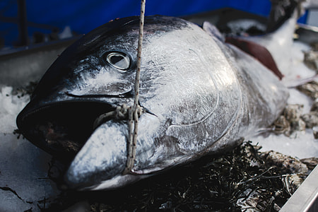 Tuna at a market thumbnail