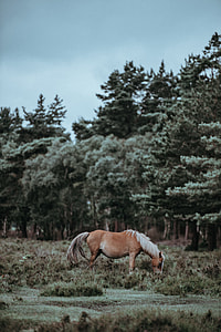 brown horse in the middle of forest under gray cloudy sky thumbnail