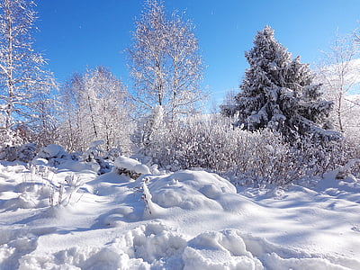 trees covered with snow under blue sky thumbnail