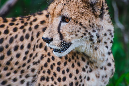 cheetah illustration thumbnail