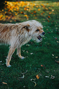 Dog in an autumn garden thumbnail