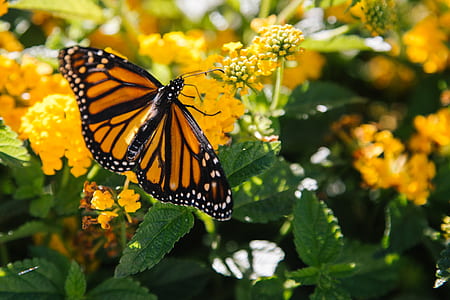 Danaus plexippus butterfly perching on yellow flower at daytime thumbnail
