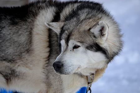 short-coated gray dog thumbnail