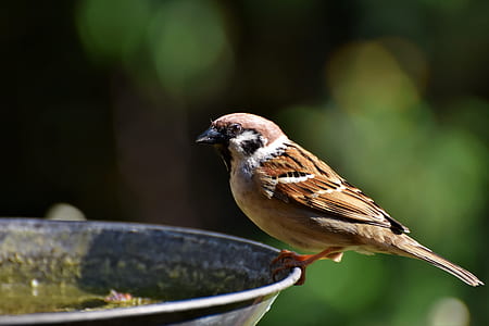 brown sparrow perching on gray bowl thumbnail