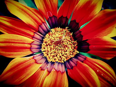macro photography of red and yellow Gazania flower thumbnail