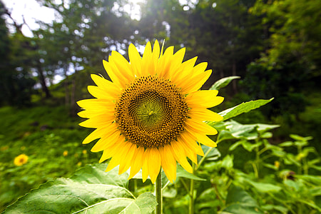 focus photo of sunflower thumbnail
