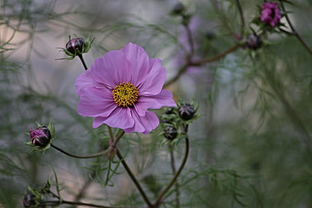 purple flower thumbnail