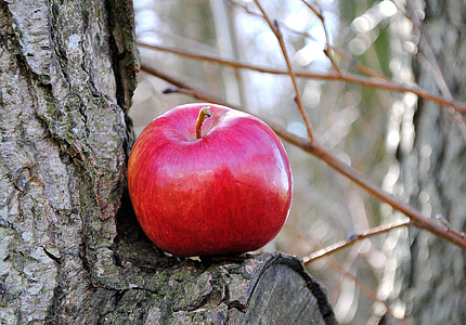 red apple on wood tree thumbnail
