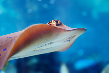 brown and white stingray fish thumbnail