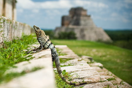 selective focus photography of iguana thumbnail