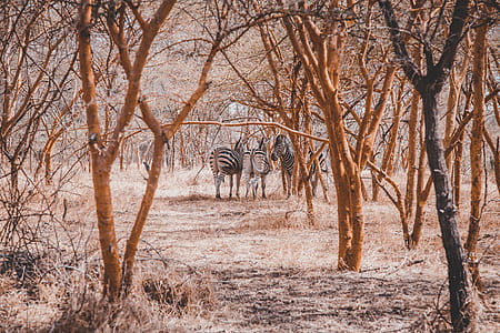 three zebras gathering near brown trees thumbnail