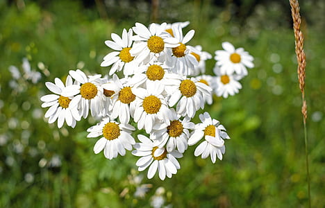 selective focus photography of white petaled flowers thumbnail