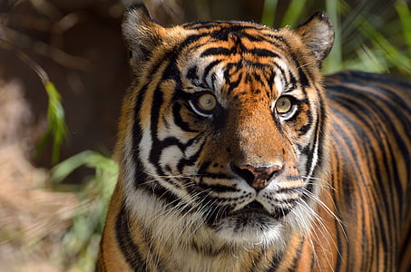 selective focus of tiger with plants thumbnail