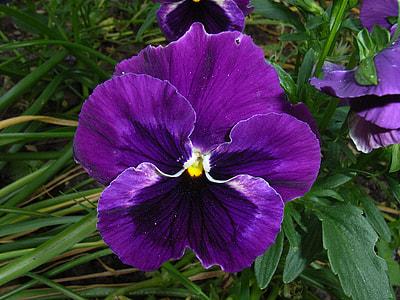 purple petaled flower thumbnail