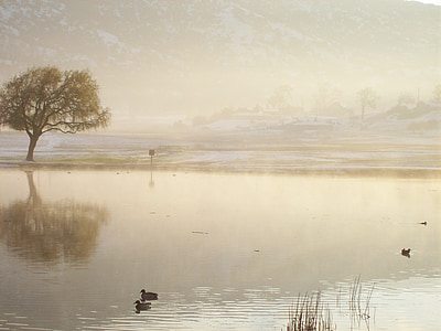 ducks on body of water painting thumbnail