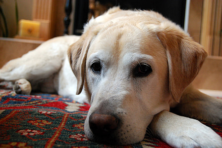 adult brown Labrador retriever lying on green and red area rug thumbnail