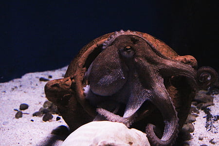 brown octopus on water thumbnail