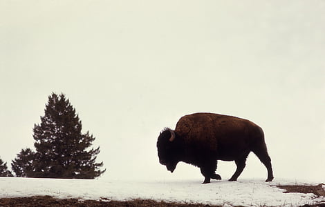 brown buffalo thumbnail