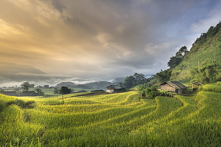 grass field under cloudy sky thumbnail
