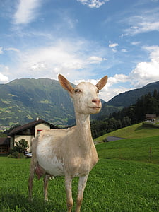 white calf on field under blue sky during daytime thumbnail