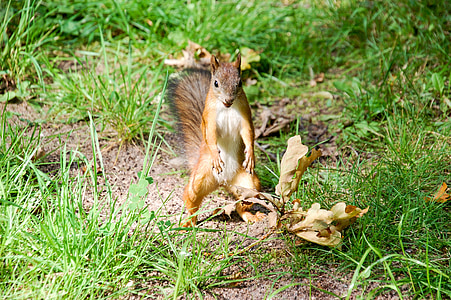 brown ferret thumbnail