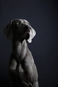 photography of dog thumbnail