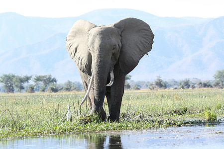 adult gray elephant photography thumbnail