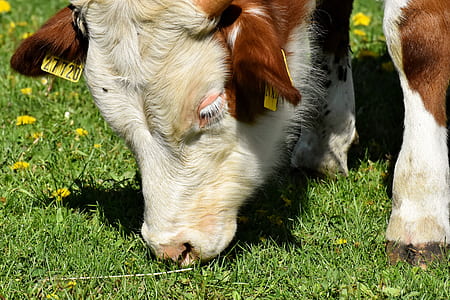 brown and white pig thumbnail