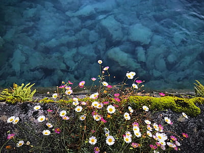 yellow and pink daisies in bloom at daytime thumbnail