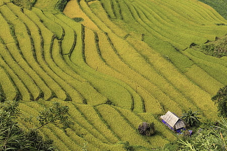 green grass field thumbnail