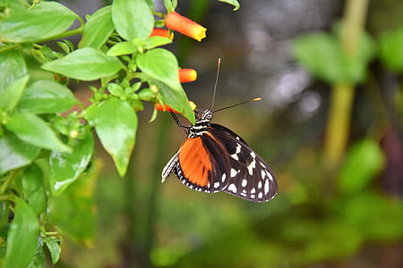 orange, white, and black butterfly on green plant thumbnail