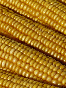 sweet corns in close up thumbnail