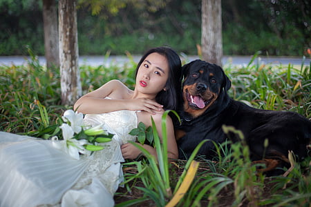 bride lying on grass beside mahogany Rottweiler thumbnail