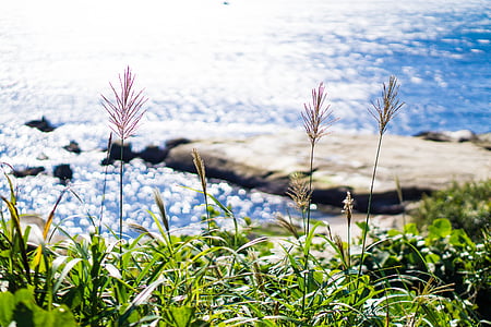 green grass near body of water thumbnail