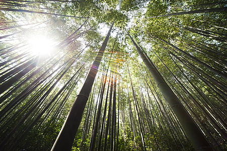 worms eye photography of bamboo trees thumbnail