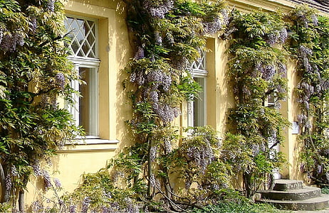 plants on yellow house during daytime thumbnail