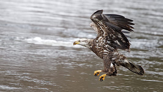 eagle flying over body of water thumbnail