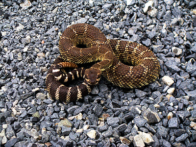 brown snake thumbnail