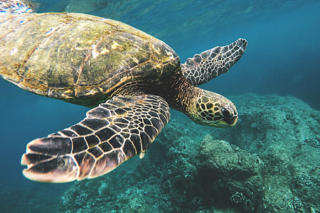 Sea Turtle captured off the coast of Hawaii thumbnail