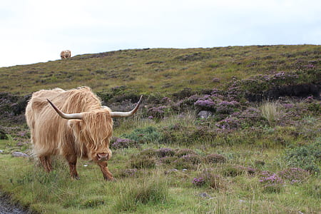 brown yak on green grass thumbnail