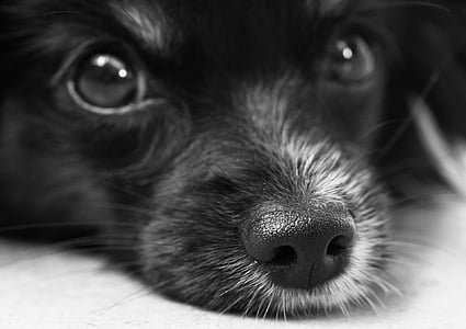 short-coated black dog on white textile in close-up photo thumbnail