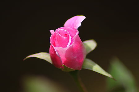 pink rose flower bloom close-up photography thumbnail