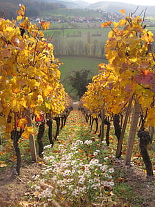 yellow leaf trees thumbnail