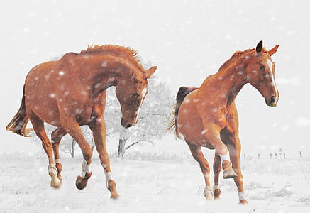 two brown horses during snow painting thumbnail