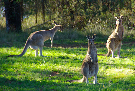 three brown kangaroos on green grass during daytime thumbnail