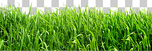 , grass , green grass , green grass during daytime PNG clipart