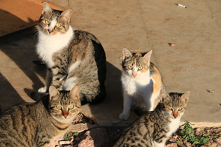 four assorted-color tabby cats sitting on floor thumbnail