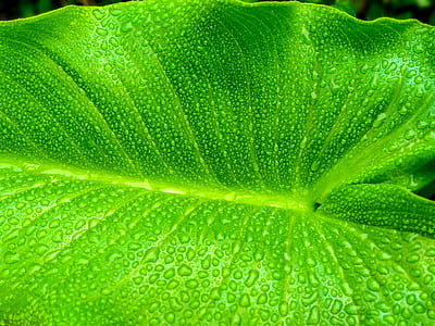 green taro leaves with dew thumbnail