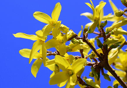 yellow flowers thumbnail